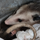 Illustration for article titled Why Do Opossums Love Trash?